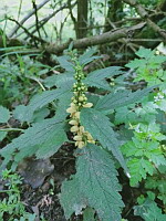 Lamier jaune - Lamium galeobdolon (ph Mrugala F., Affoux, mai 2024)(1)